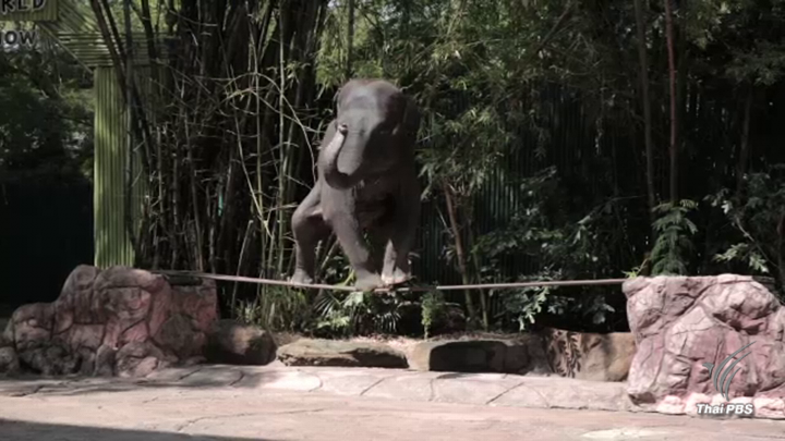 ไทยถูกตีแผ่ใช้แรงงาน "ช้าง" เพื่อการท่องเที่ยว 