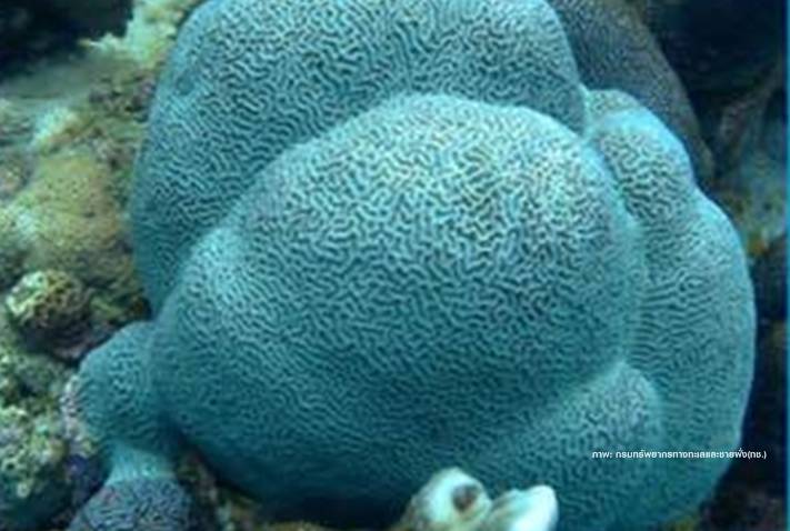 ปะการัง "หมู่เกาะกระ"ฟอกขาวร้อยละ 25 