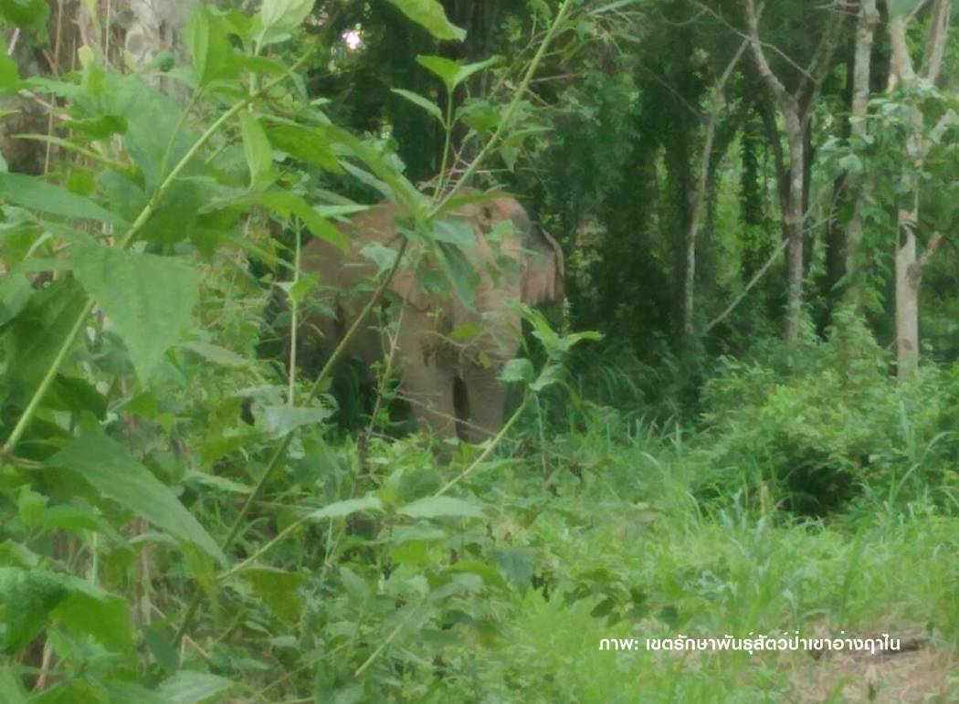 เตือนช้างป่า "สีดอแดง"โผล่สวนผลไม้ต.วังทองหลังพังรั้วไฟฟ้า 10 วัน
