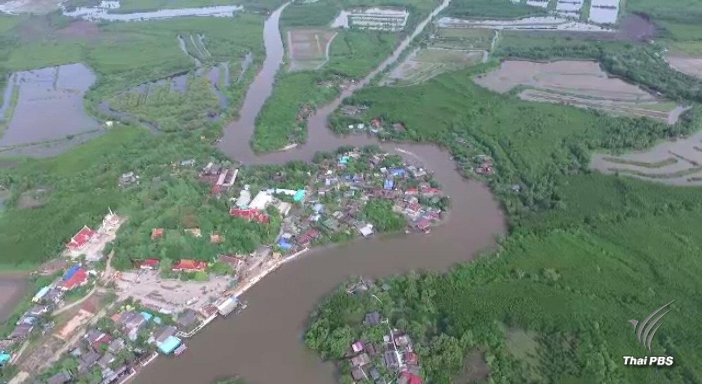 พบปลาหมอสีคางดำที่แพร่ระบาดหนัก ถูกนำเข้าเพื่อปรับปรุงสายพันธุ์