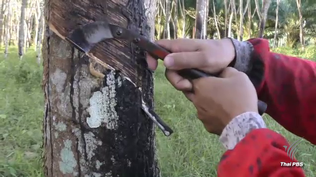 โฆษกรัฐฯ ระบุ ไม่ได้นิ่งเฉยปัญหายางพารา -เครือข่ายยางเดินหน้าร้อง สนช.