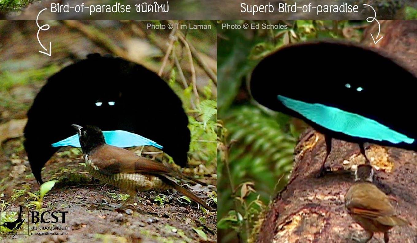 พบ "นกปักษาสวรรค์"ชนิดใหม่ของโลก กางปีกรูป"หน้าบึ้ง"