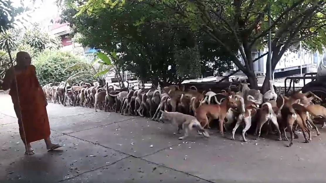 หลวงพ่อใจดีแห่งวัดเขาเจดีย์ นครสวรรค์ เลี้ยงหมานับร้อย แต่อาหารเริ่มขาดแคลน