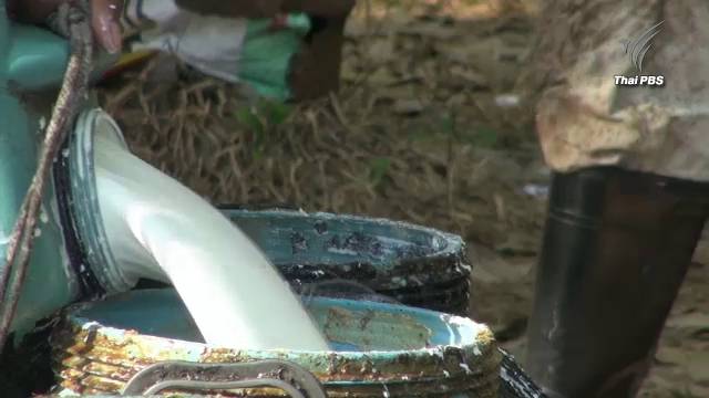 เกษตรกรสงขลานัดดรวมตัวร้องรัฐเร่งแก้ปัญหาราคายางพาราตกต่ำ 13 ก.ค.นี้