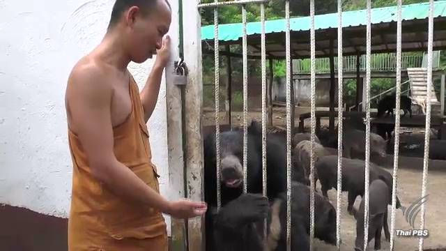 สัตวแพทย์ เตือนเจอหมีแกล้งตาย ใช้ไม่ได้กับเมืองร้อน