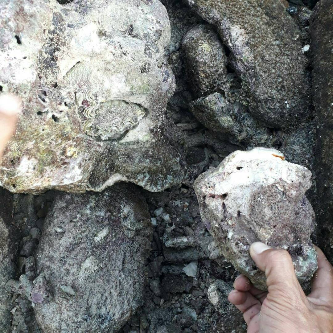 จับนักท่องเที่ยวชาวจีนใช้ก้อนหินทุบ "หอยมือเสือ"