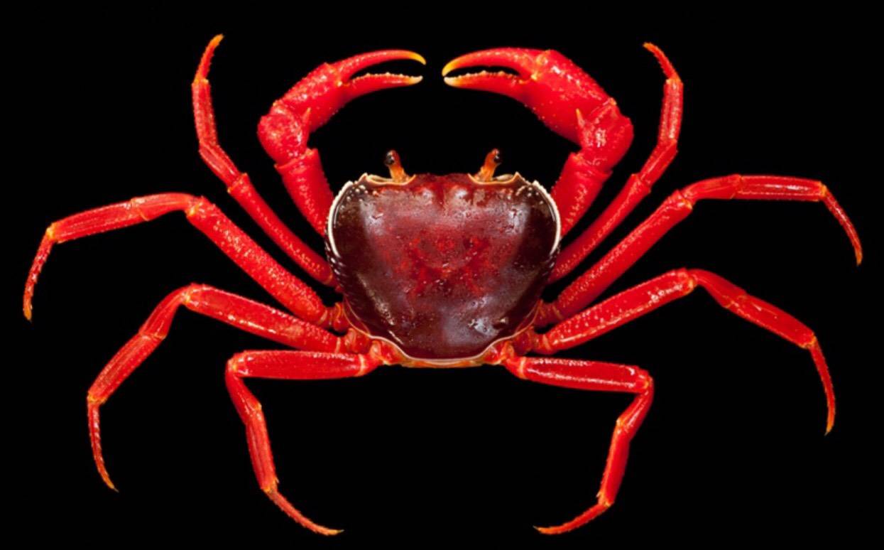 พบ "ปูเขาหินปูนทุ่งหว้า" ปูน้ำจืดชนิดใหม่ของโลก