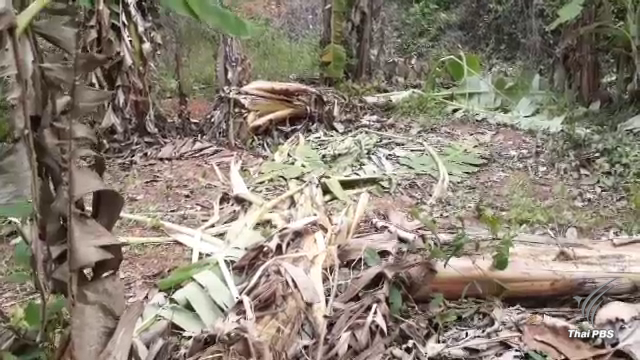 “ช้างป่า” บุกทำลายพืชไร่กุยบุรี วอนหน่วยงานรัฐหาทางป้องกัน 