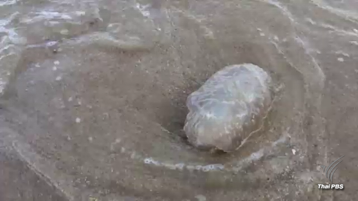 เตือนเล่นน้ำทะเลอ่าวไทยระวัง "แมงกะพรุนพิษ"