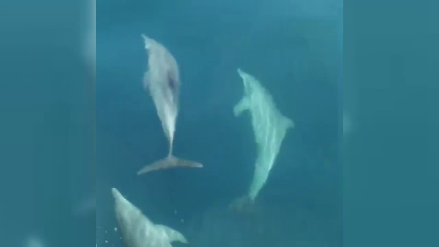 พบ “ฝูงโลมา” ว่ายน้ำเล่นคลื่นโชว์นักท่องเที่ยว จ.ภูเก็ต