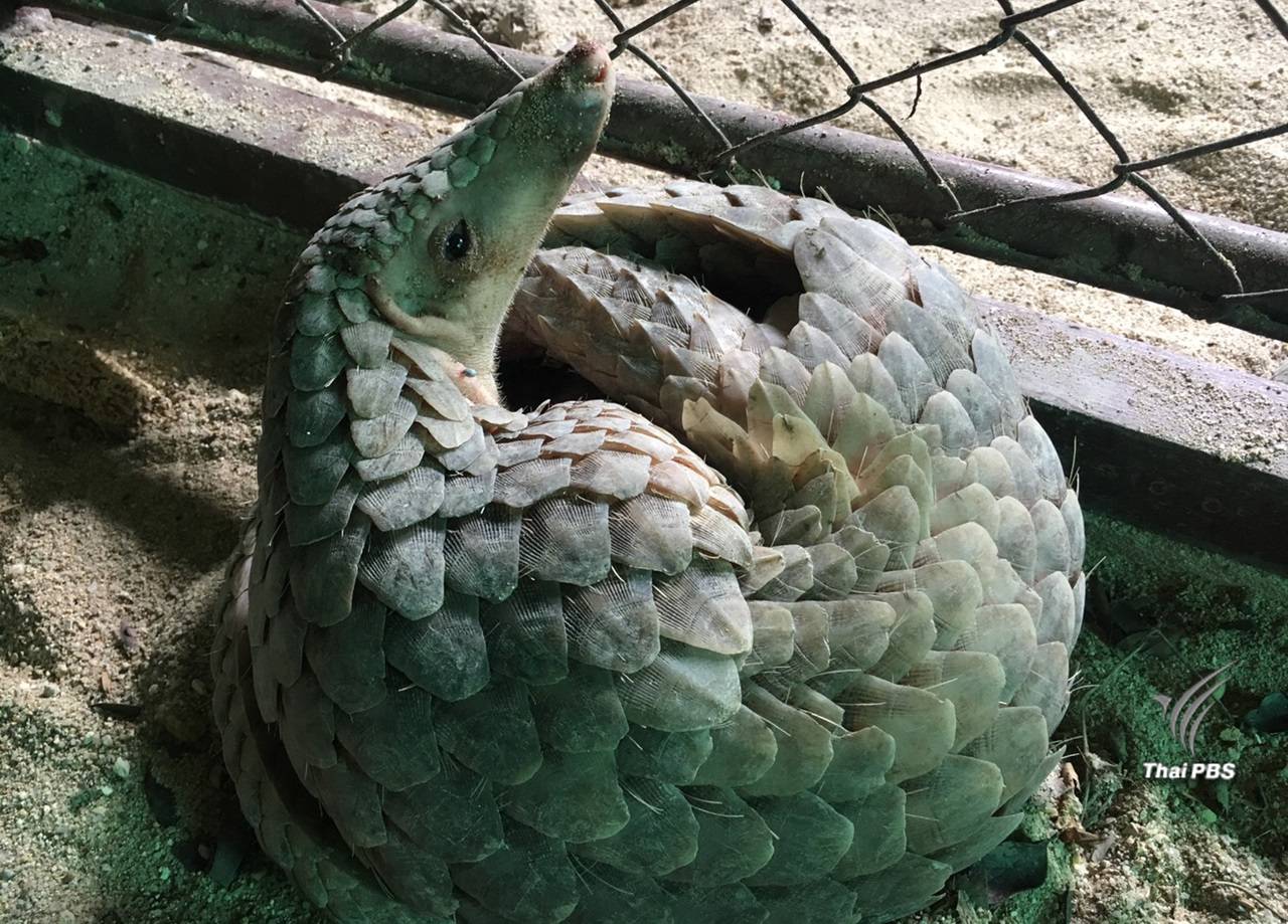 "ตัวนิ่ม" ของกลางอีก 80 ตัวอาการโคม่ายังต้องเฝ้าระวัง