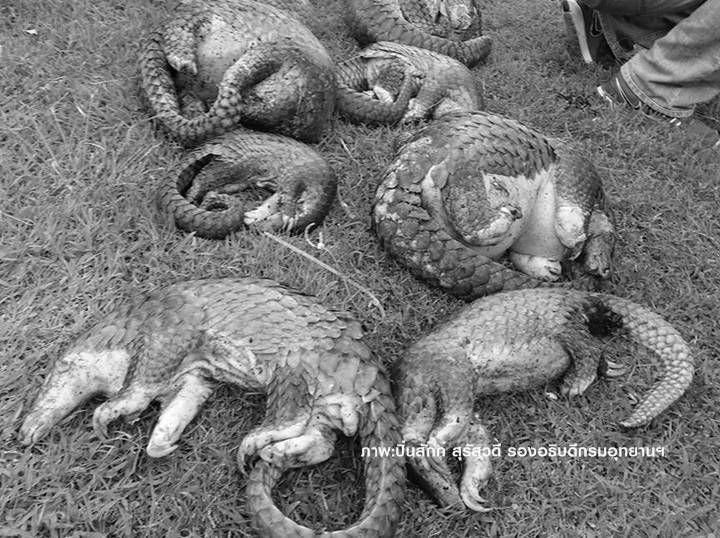 "ตัวลิ่น" ของกลางตายเพียบ-อาการโคม่า