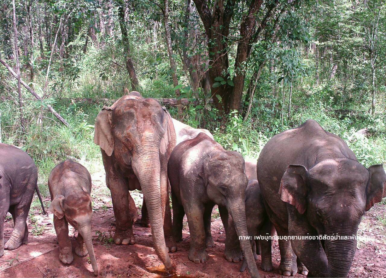 ฉลองวันช้างโลก เผย "ช้างป่า"อุทยานน้ำหนาวเพิ่ม 270 ตัว