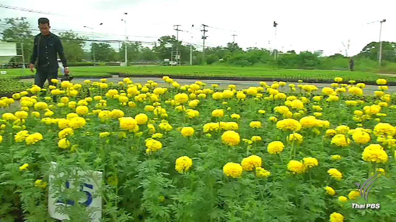 ผู้ประกอบการ จ.ขอนแก่น คาดต้นดาวเรืองเพียงพอความต้องการ