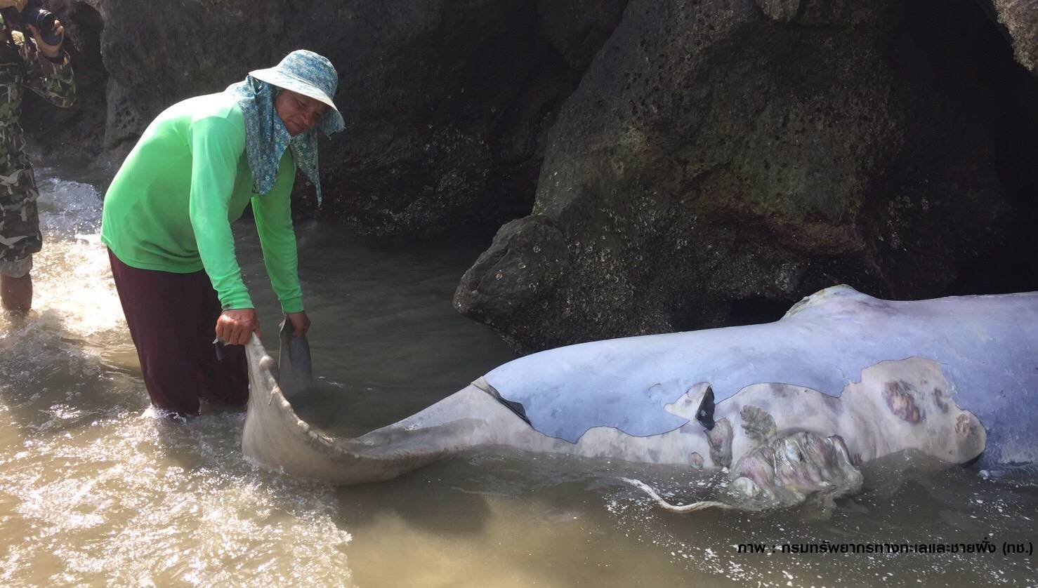ทช.ชันสูตร "ลูกวาฬบรูด้า" คาดพลัดหลงกับแม่-คลื่นลมกระแทก