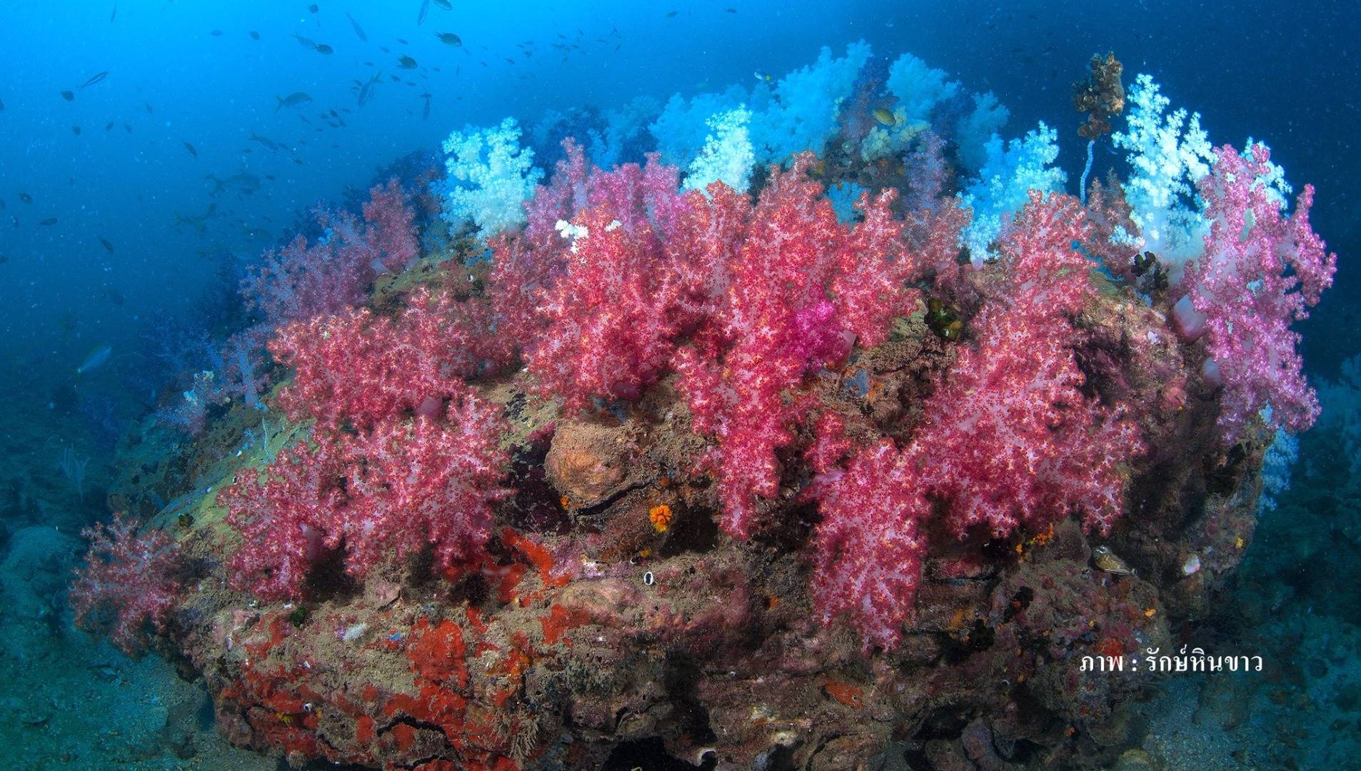 “ปะการัง” ที่หายไปในอีไอเอปากบารา