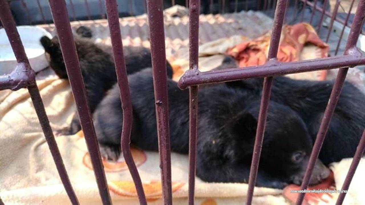 พบลูกหมีน้อย 3 ตัวพลัดหลงแม่-สภาพอิดโรย