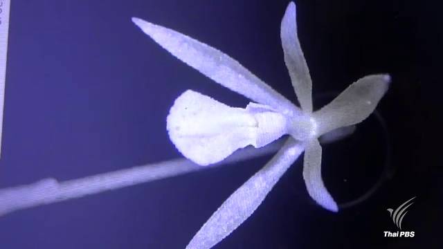 ค้นพบ "กล้วยไม้ดิน" พันธุ์ใหม่ของโลก ตั้งชื่อ "ว่านแผ่นดินเย็นเมืองตรัง"