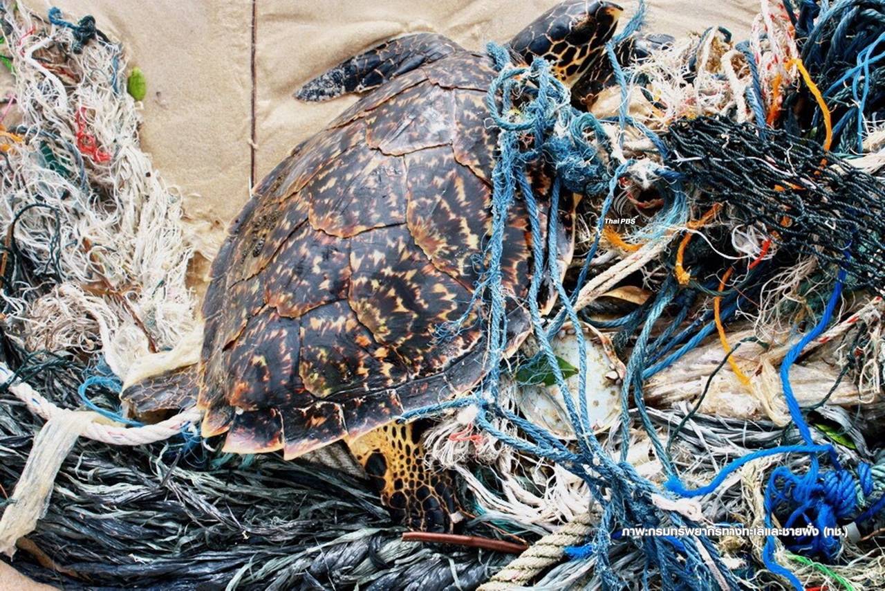 สัตว์ทะเลหายาก วาฬ-เต่า ตายพุ่งเฉียด 300 ตัวต่อปีเหตุกินถุงพลาสติก 