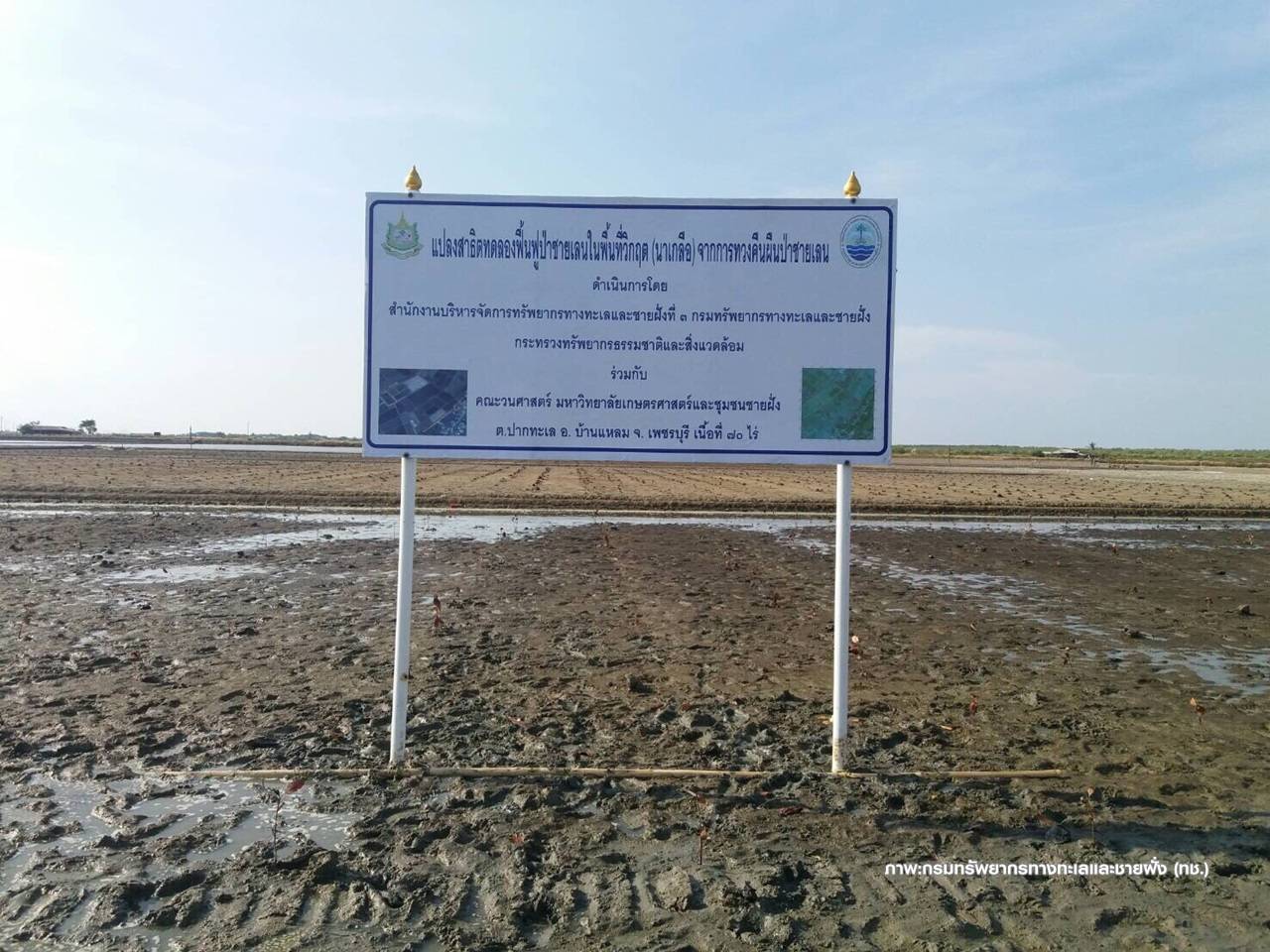 ทช.เด้งรับ “กล้าไม้”ฟื้นป่าชายเลน 20 ไร่ตายจริง-อ้างแปลงนาเกลือเก่า