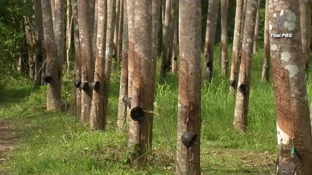 กยท.เยียวยาชาวสวนยางภาคใต้-มั่นใจราคายางปีนี้สูงขึ้น