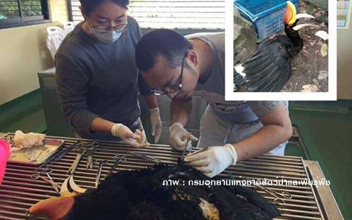 จัดทีมเฝ้า "นกเงือก"ป่าบูโดเข้มข้น ห่วงนักล่าดอดเอาลูกนกในโพรง