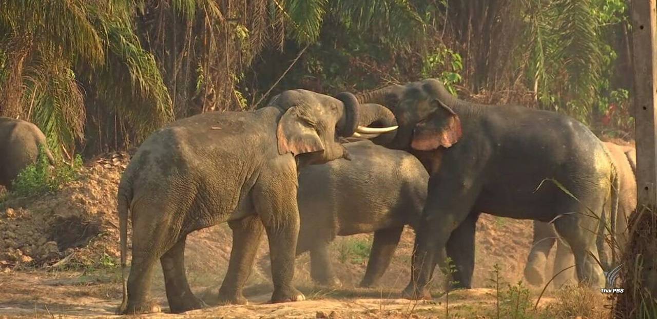 ข่าวดี "ช้างป่าไทย"ประชากรเพิ่มร้อยละ 7