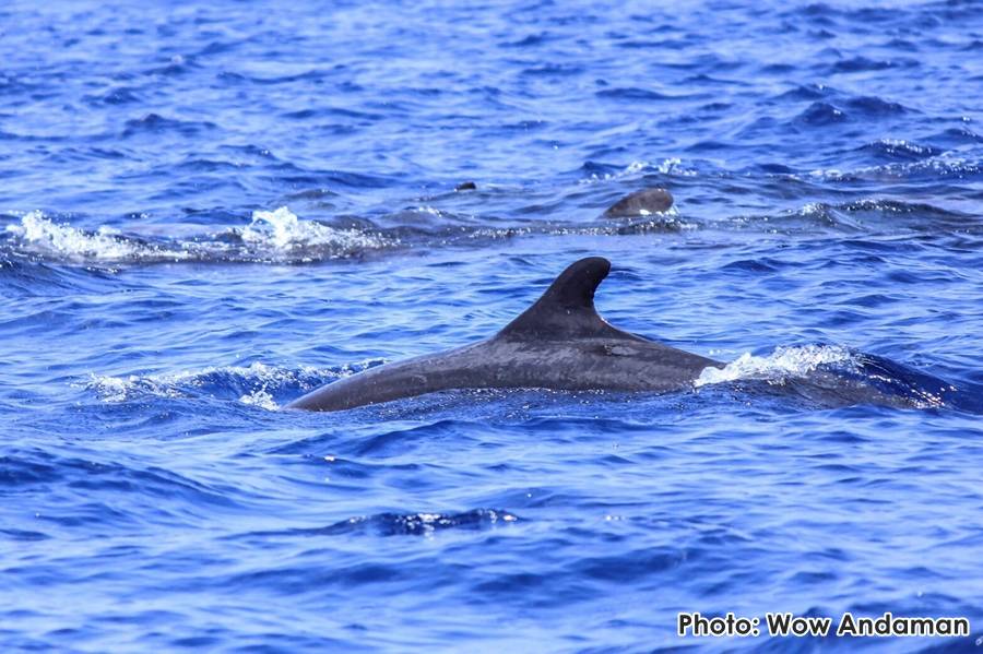 ฮือฮาฝูงวาฬเพชฌฆาตดำ 30  ตัวโผล่เกาะสิมิลัน ทช.ชี้ทะเลไทยสมบูรณ์ขึ้น