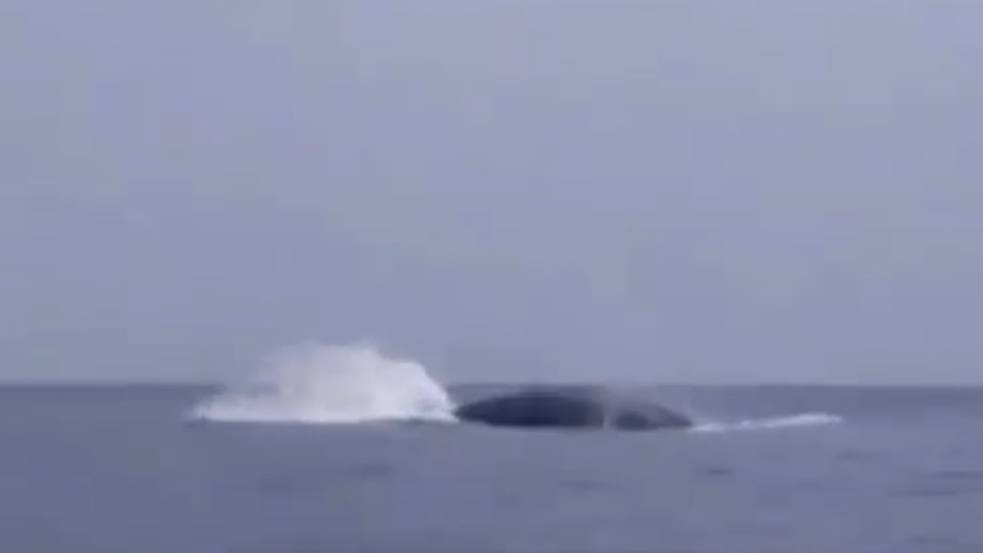 พบ"วาฬสีน้ำเงิน"ในรอบ 4 ปีที่เกาะสิมิลัน พังงา