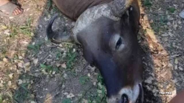 พบวัวแดงหนัก 1 ตันถูกยิงในป่าห้วยขาแข้ง จนท.ผ่าซากพบกระสุน 7 จุด