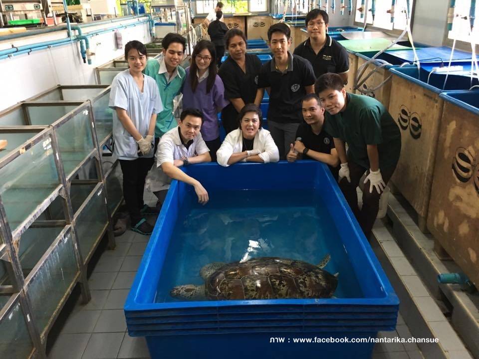“เต่าออมสิน” ว่ายน้ำได้แล้ว หลังผ่าตัด 5 วัน