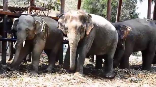 ผู้เลี้ยงช้างยุตินำช้างเข้ากรุง หลัง มท.รับปากส่งข้อร้องเรียนให้นายกฯ