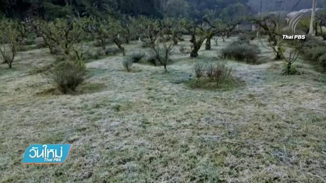 "แม่คะนิ้ง" แรกของปีบนดอยอ่างขาง