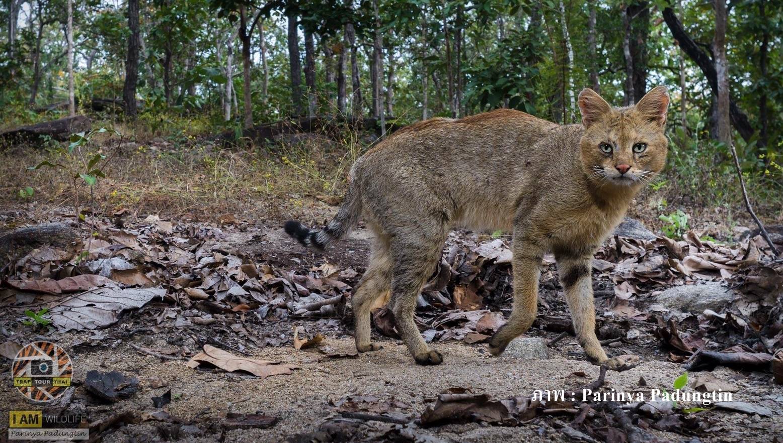 พบ "เสือกระต่าย" ครั้งแรกของไทยในป่า อ.อมก๋อย จ.เชียงใหม่