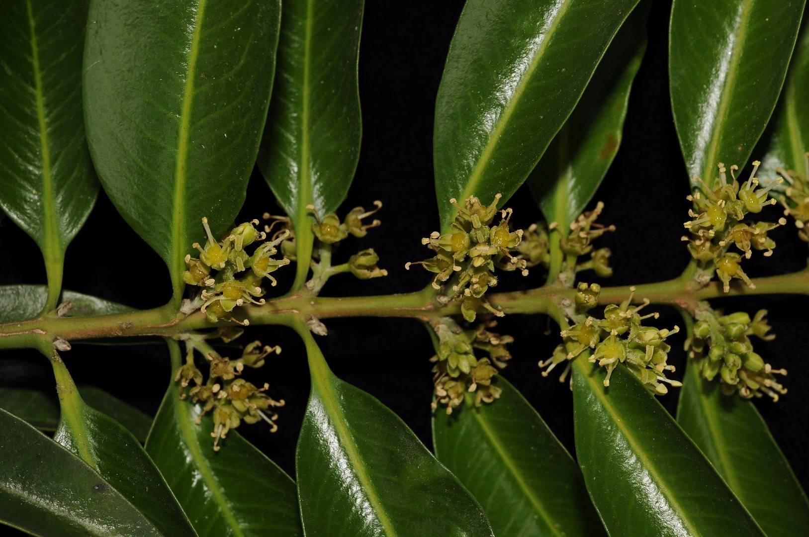 เปิด 8 พรรณไม้ชนิดใหม่ของโลกค้นพบในป่าไทย