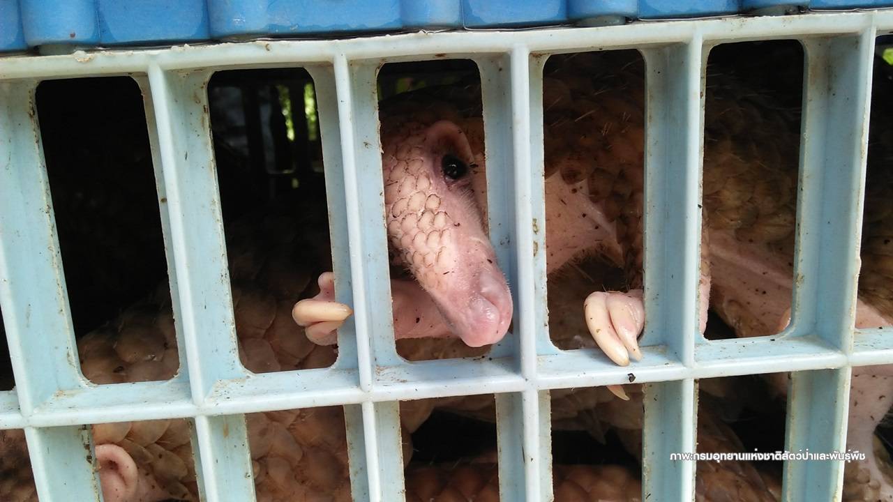 ใบสั่งตาย “ค้าลิ่น” ข้ามชาติ