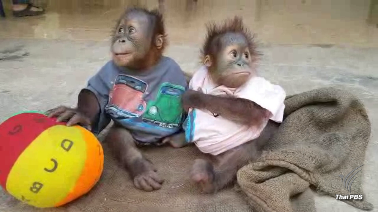2 ลูกลิงอุรังอุตังสุขภาพดี-อุทยานเตรียมส่งกลับอินโดนีเซีย
