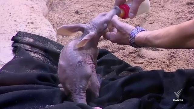 สวนสัตว์ประเทศโปแลนด์ เปิดตัว "หมูดิน" สัตว์ยุคดึกดำบรรพ์ที่หายาก