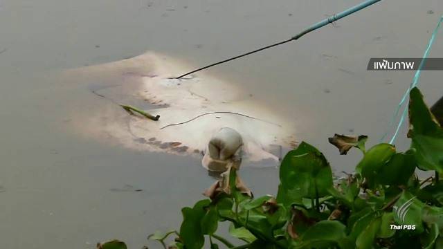 จ.สมุทรสงคราม ประกาศห้ามจับปลากระเบนราหู -ป้องกันสูญพันธุ์