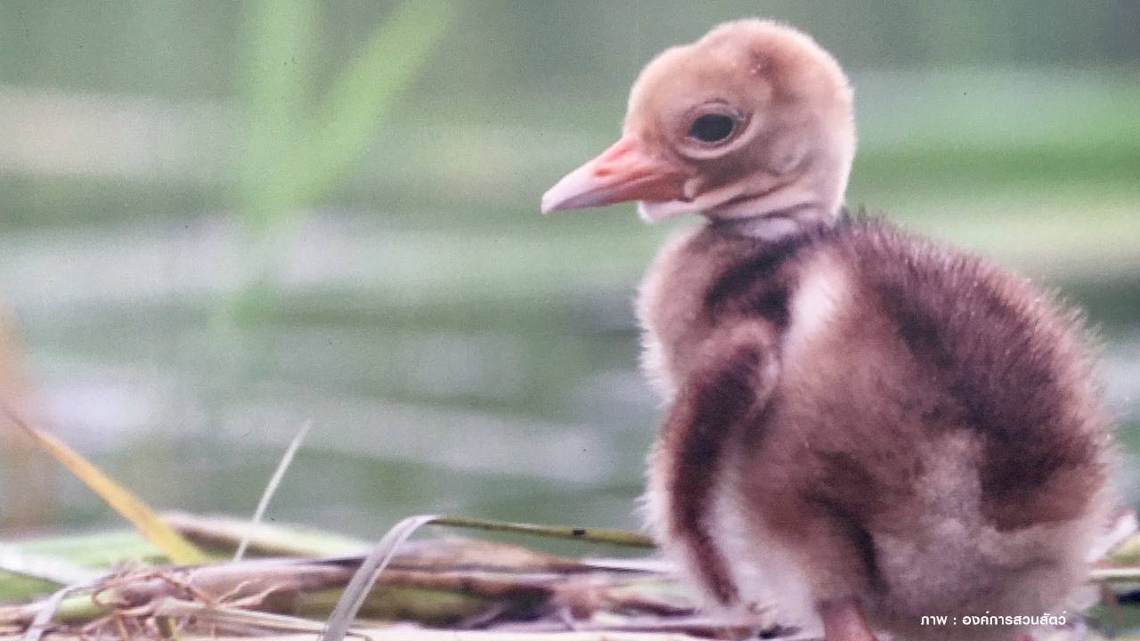 เสนอปลด "นกกระเรียนพันธุ์ไทย"พ้นบัญชีสูญพันธุ์ หลังเจอลูกนกเกิดใหม่ 2 ตัว ครั้งแรกรอบ 50 ปี