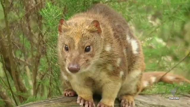 ออสเตรเลีย หาทางอนุรักษ์ “ไทเกอร์ ควอลล์”