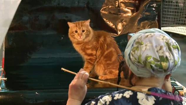 ชมความน่ารัก งานแมวนานาชาติที่รัสเซีย