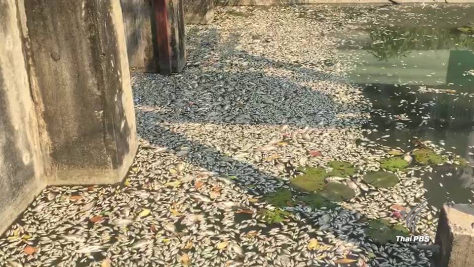 กทม.ชี้ปลาตายเกลื่อนคลองริมถนนวิภาวดี เหตุ"อากาศร้อน-ค่าแอมโมเนียพุ่ง"