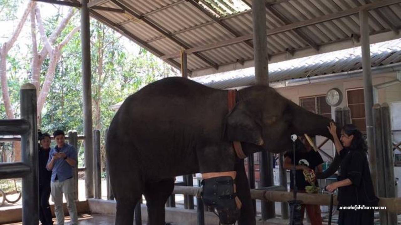 อนาคต"พังโมตาลา" ในวันปิดตัวมูลนิธิเพื่อนช้าง