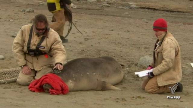 ติดเซ็นเซอร์ “แมวน้ำช้าง” สำรวจข้อมูลมหาสมุทรแอนตาร์กติก