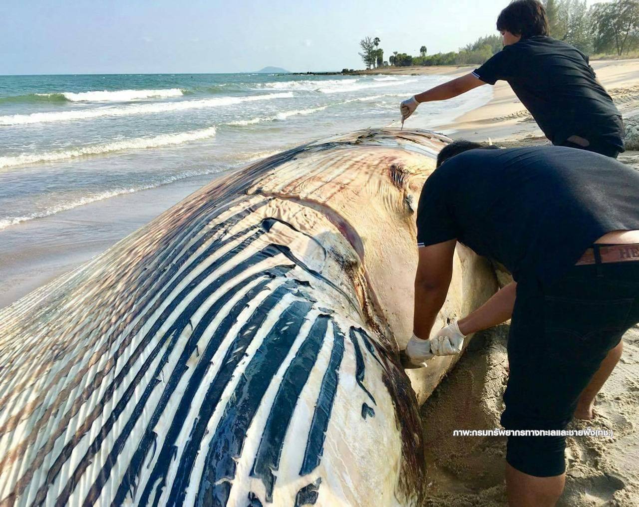 ชันสูตรซาก "วาฬบรูด้า"ตายทะเลประจวบคีรีขันธ์ตัวที่ 2