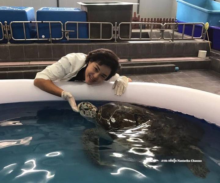 เอาใจช่วย "เต่าออมสิน”อาการหนักเจอภาวะลำไส้บิดตัว