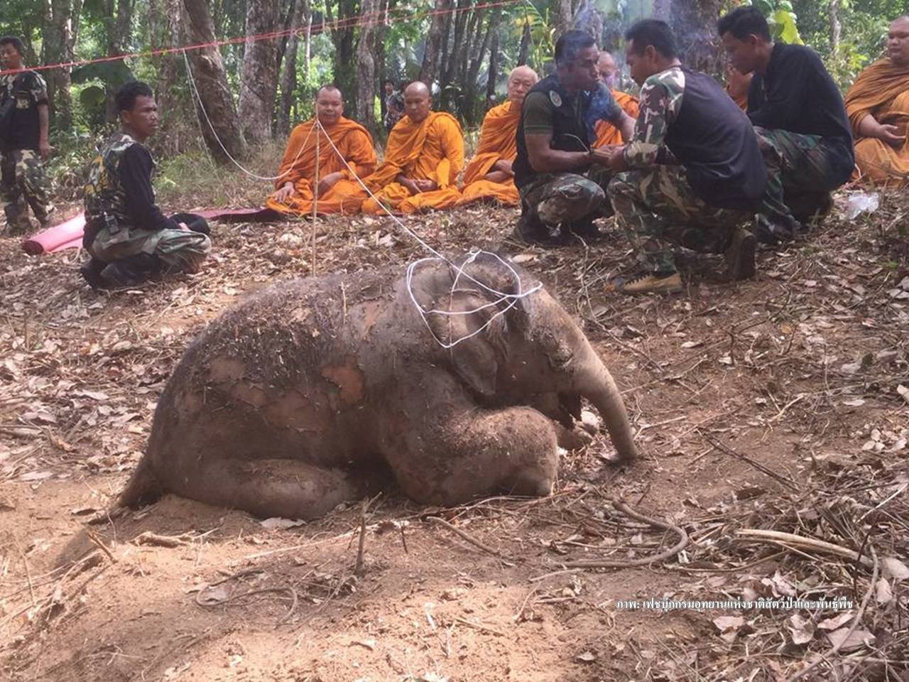 "ลูกช้างป่า"เขาสอยดาวตาย 1 คาดเจอช้างใหญ่ทำร้ายแทงหลายแผล