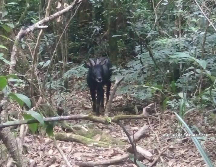 ข่าวดีพบ "เลียงผา"ท้องแก่บนผาเดียวดาย เขาใหญ่