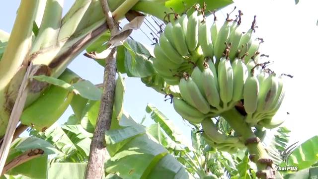 ชาวสวนนครปฐมเดือดร้อนเหตุถูกลอบขโมยกล้วย ตร.สามพรานจัดสายตรวจเฝ้าระวัง